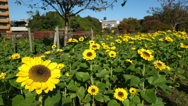 かにが沢公園